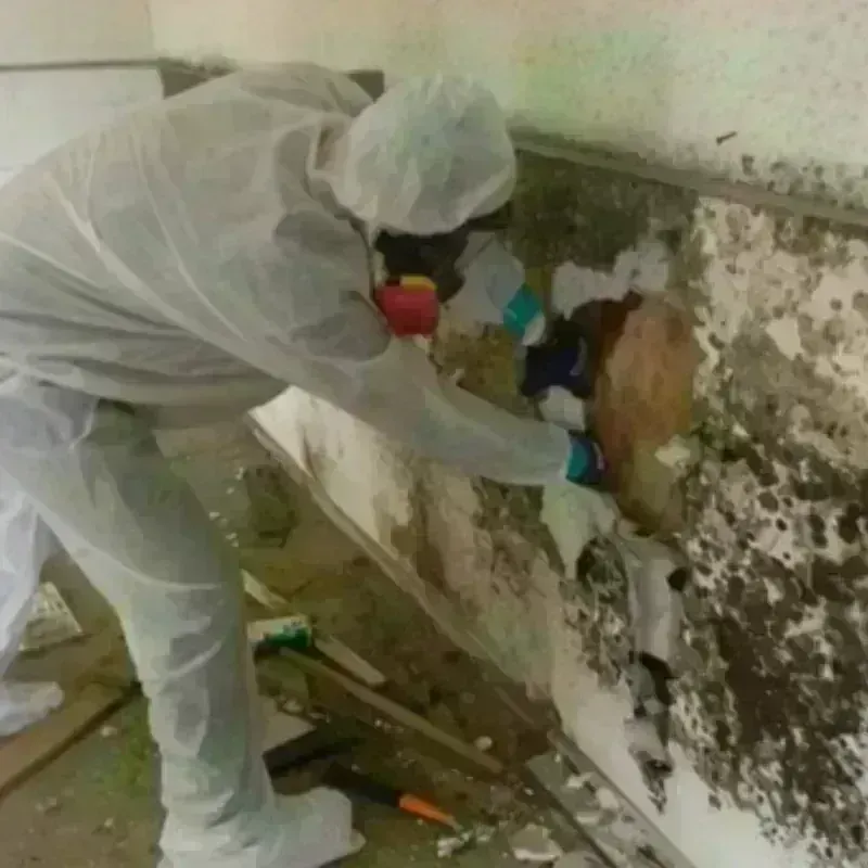 Mold Remediation and Removal in Gatesville, TX